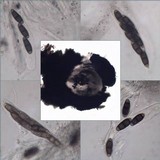 Hysterium pulicare image