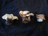 Leucopaxillus albissimus image