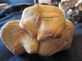 Leucopaxillus albissimus image