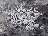 Aspicilia contorta image