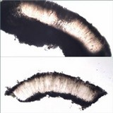 Aspicilia contorta image