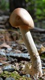 Amanita sect. Vaginatae image