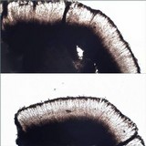 Lecidea grisella image