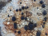 Lecidea lapicida image