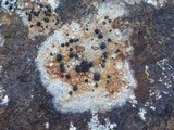 Lecidea lapicida image