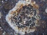 Lecidea lapicida image
