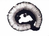 Lecidea lapicida image