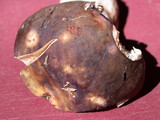 Russula graveolens image
