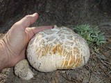 Neolentinus ponderosus image