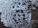 Porpidia macrocarpa f. macrocarpa image