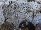 Porpidia macrocarpa f. macrocarpa image