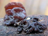 Ascocoryne sarcoides image