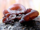 Ascocoryne sarcoides image
