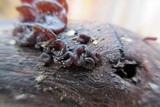 Ascocoryne sarcoides image