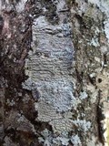 Pertusaria heterochroa image