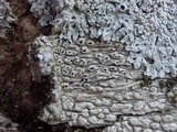 Pertusaria pustulata image