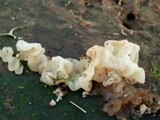 Ductifera pululahuana image