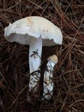 Rhodocollybia maculata image