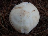 Rhodocollybia maculata image