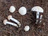 Rhodocollybia maculata image
