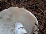 Rhodocollybia maculata image