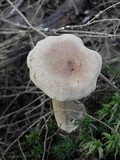 Lactarius helvus image