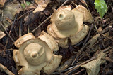 Geastrum triplex image