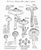 Cortinarius hinnuleus image
