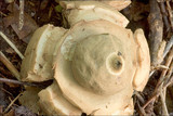 Geastrum triplex image