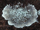 Lepraria cryophila image