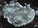 Lepraria cryophila image
