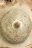 Geastrum triplex image