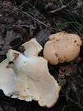 Hydnum mulsicolor image