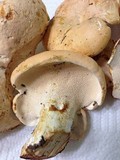 Hydnum mulsicolor image