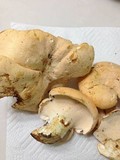 Hydnum mulsicolor image