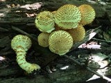 Pholiota squarrosoides image