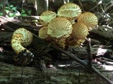 Pholiota squarrosoides image