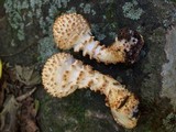 Pholiota squarrosoides image