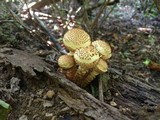 Pholiota squarrosoides image