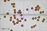 Geastrum triplex image