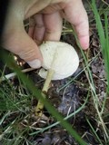 Melanoleuca alboflavida image