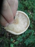 Melanoleuca alboflavida image