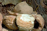 Geastrum triplex image