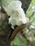 Tyromyces chioneus image