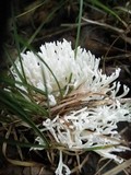 Ramariopsis kunzei image
