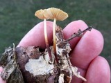 Marasmius delectans image