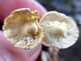 Marasmius delectans image