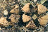 Geastrum triplex image