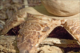 Geastrum triplex image