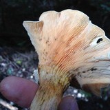 Hygrophoropsis aurantiaca image